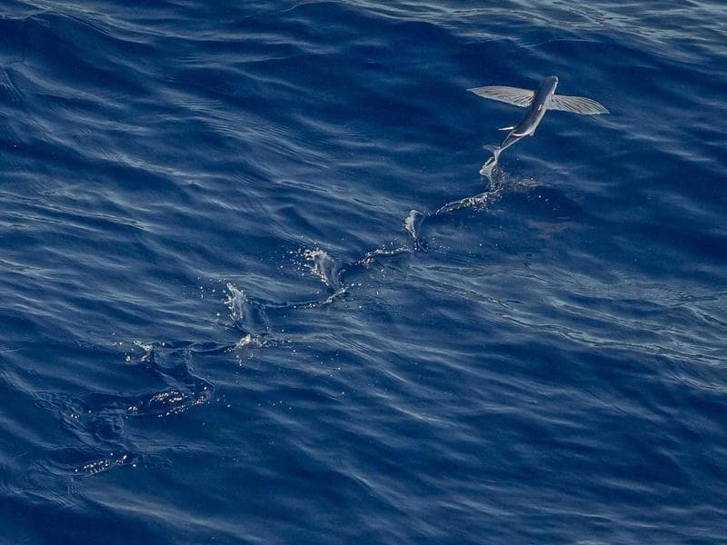 Cours de yoga en français - Marbella